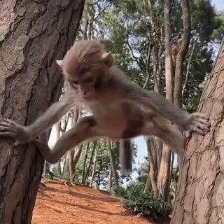 😰 singe, arbre, animal, faune, nature whatsapp sticker