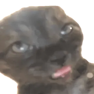 😁 cat, black cat, pet, animal, tongue telegram sticker