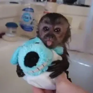 🤱 mono, cría animal, lindo, animal, mascota telegram sticker
