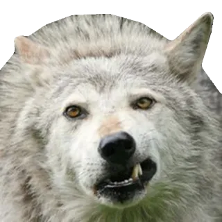 WolveStickerz telegram stickers