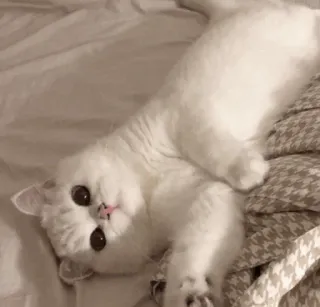 💓 кот, белый кот, котенок, милый, животное, питомец whatsapp sticker