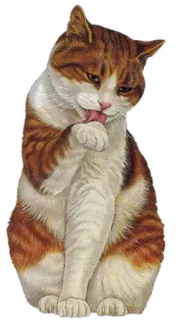 🐈 gatto, animale domestico, toelettatura, leccare, animale whatsapp sticker