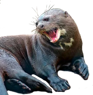 Ottz telegram stickers