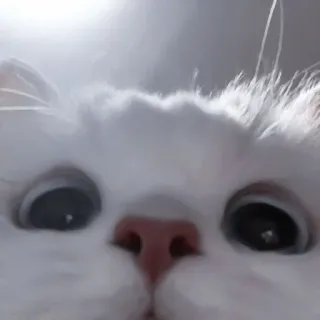 💗 кот, белый кот, животное, питомец, милый, пушистый telegram sticker