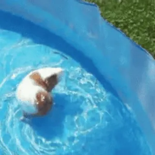 🏊 guinea pig, swimming, pool, animal, cute, pet telegram sticker