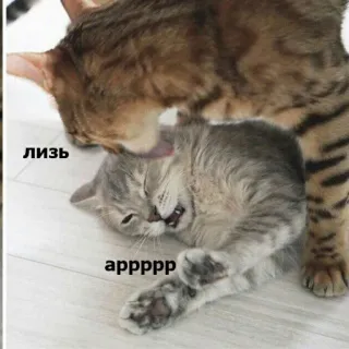 💋 Лизь
аррррр gatti, toelettatura, leccare, divertente whatsapp sticker