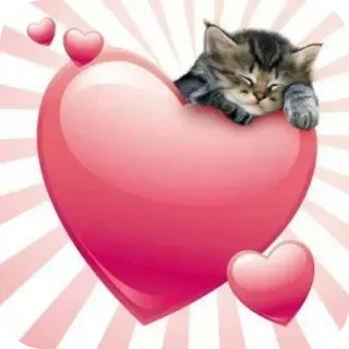 🐱 mèo, mèo con, trái tim, tình yêu, dễ thương, thú cưng, động vật, ngủ telegram sticker