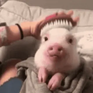 😌 piglet, pig, animal, pet, cute, brushing telegram sticker