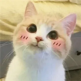 😊 cat, cute, animal, pet, kitten, kawaii, big eyes telegram sticker