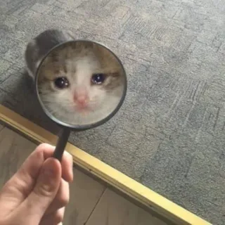 😢 кот, плачет, лупа, грустный, мем, котенок telegram sticker