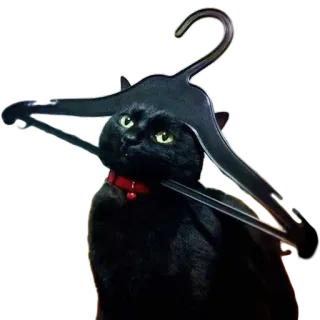 🐱 cat, black cat, hanger, pet, animal telegram sticker