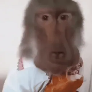 🐵 животное, обезьяна, примат, человекообразная обезьяна telegram sticker