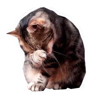 😓 แมว, การดูแลขน, สัตว์, สัตว์เลี้ยง, สัตว์เลี้ยง, แมวลาย, วงศ์แมว, น่ารัก telegram sticker
