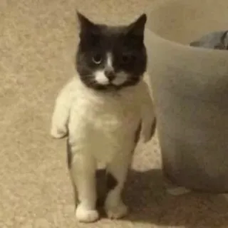 😂 gatto, in piedi, divertente, animale telegram sticker