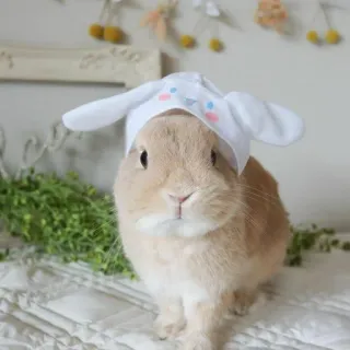 🌟 rabbit, bunny, cute, animal, pet, ears, hat whatsapp sticker
