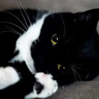 🐾 Katze, Haustier, Tier, Tuxedo Katze, Schwarz-Weiß, Säugetier, Hauskatze telegram sticker