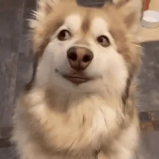 💱 perro, husky, animal, mascota, lindo, esponjoso telegram sticker