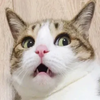 😦 gato, gracioso, sorprendido, animal, mascota telegram sticker