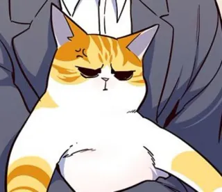 🐈 gato, enojado, lindo, mascota, naranja telegram sticker