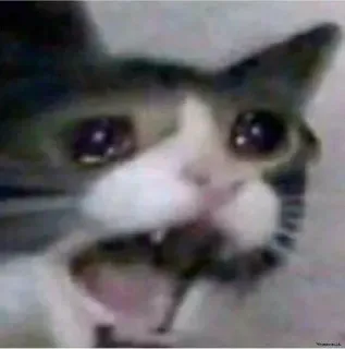 😭 猫, 哭, 表情包, 悲伤, 动物 telegram sticker