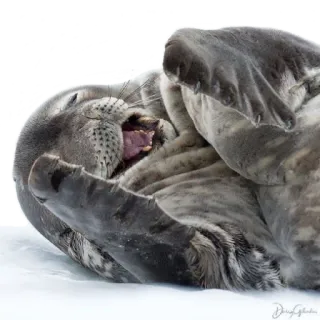 😂 hải cẩu, động vật, dễ thương, động vật có vú, biển telegram sticker