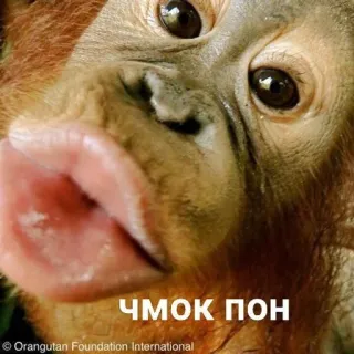 💋 ЧМОК ПОН orangutan, animal, ape, kiss, funny telegram sticker