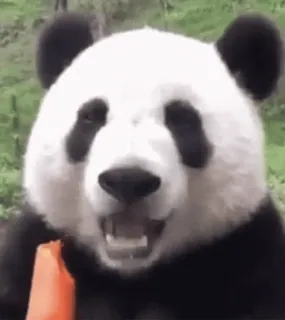 🐼 Panda, Binatang, Lucu, Alam, Satwa liar whatsapp sticker