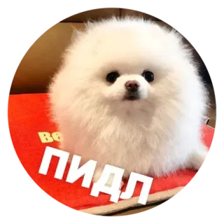 ✳️ ПИДЛ dog, sticker, offensive whatsapp sticker