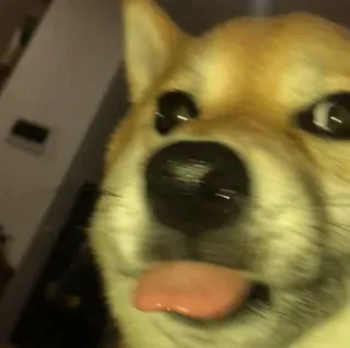 ☁ anjing, shiba inu, meme, imut, hewan, lidah telegram sticker