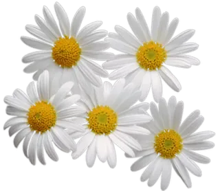 🌸 Gänseblümchen, Blumen, Weiß, Blumenmuster, Natur, Frühling whatsapp sticker