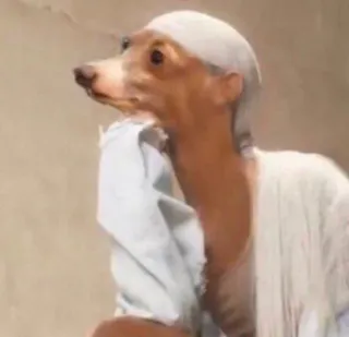 😐 chien, animal, animal de compagnie, drôle, costume, portrait telegram sticker