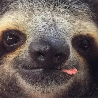 🍩 ленивец, животное, милый, дикая природа, млекопитающее, медленный, природа whatsapp sticker