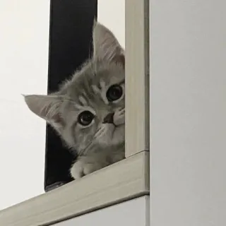 💓 кот, котенок, милый, животное, питомец whatsapp sticker