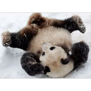 😂 Panda, Animal, Urso, Neve, Fofo, Vida selvagem, Mamífero telegram sticker