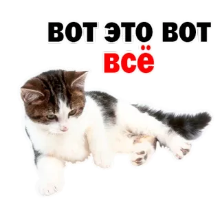 👌 вот это вот всё gato, gatinho, russo, texto, animal, fofo whatsapp sticker