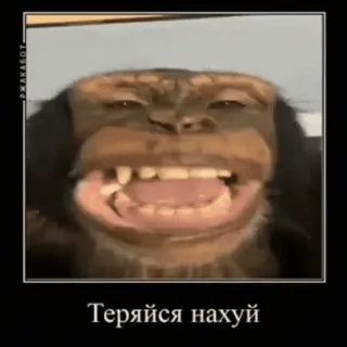 😀 Теряйся нахуй mono, ofensivo, insulto, simio, animal, ruso, palabrota whatsapp sticker