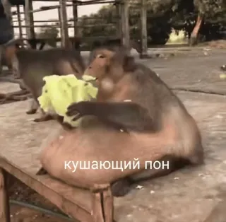 😋 кушающий пон Affe, Essen, Tier, Russisch telegram sticker