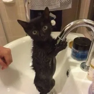 🛁 cat, kitten, sink, wet, black cat telegram sticker