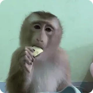 🪷 mono, animal, comiendo, primate, lindo, gracioso whatsapp sticker