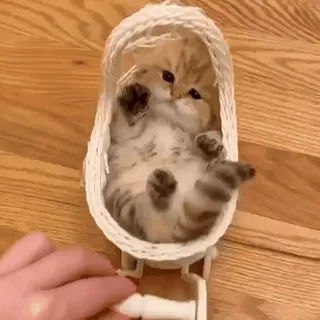 ☺️ kitten, cat, cute, animal, pet, basket, tiny whatsapp sticker