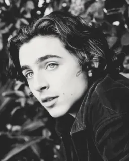 🦇 Timothée Chalamet retrato, actor, celebridad, hombre, blanco y negro telegram sticker