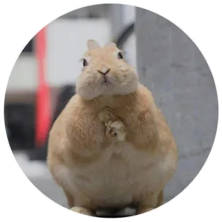 🙂 rabbit, cute, bunny, animal, domestic animal, pet, rodent telegram sticker