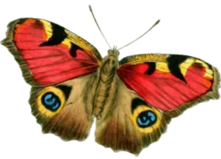 🎀 vlinder, insect, vleugels, natuur, kleurrijk telegram sticker