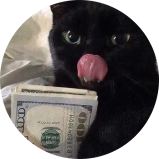 💸 vk.com/ussat gato, dinero, efectivo, divertido, meme, gato negro telegram sticker