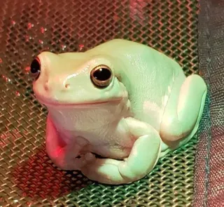 😦 grenouille, vert, amphibien, animal, mignon whatsapp sticker