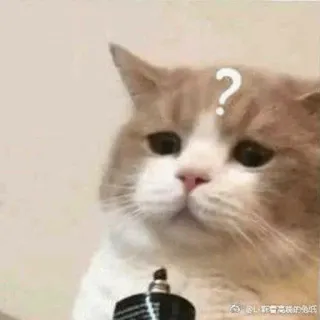 🧈 chat, point d'interrogation, confus, animal de compagnie, animal, mème telegram sticker