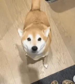 😍 perro, shiba inu, mascota, animal, lindo, animal doméstico, raza de perro telegram sticker