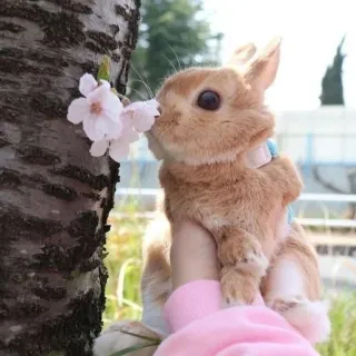 🌟 rabbit, bunny, animal, cute, pet, flower, cherry blossom whatsapp sticker