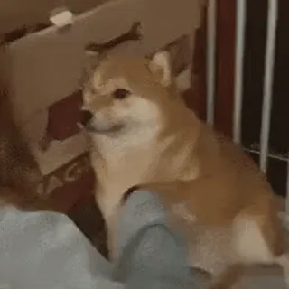 😡 犬, 動物, ペット, 柴犬, 可愛い, 面白い, 家畜 telegram sticker