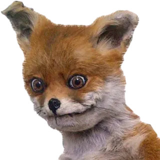 😐 fuchs, tier, wildtier, süß, porträt whatsapp sticker